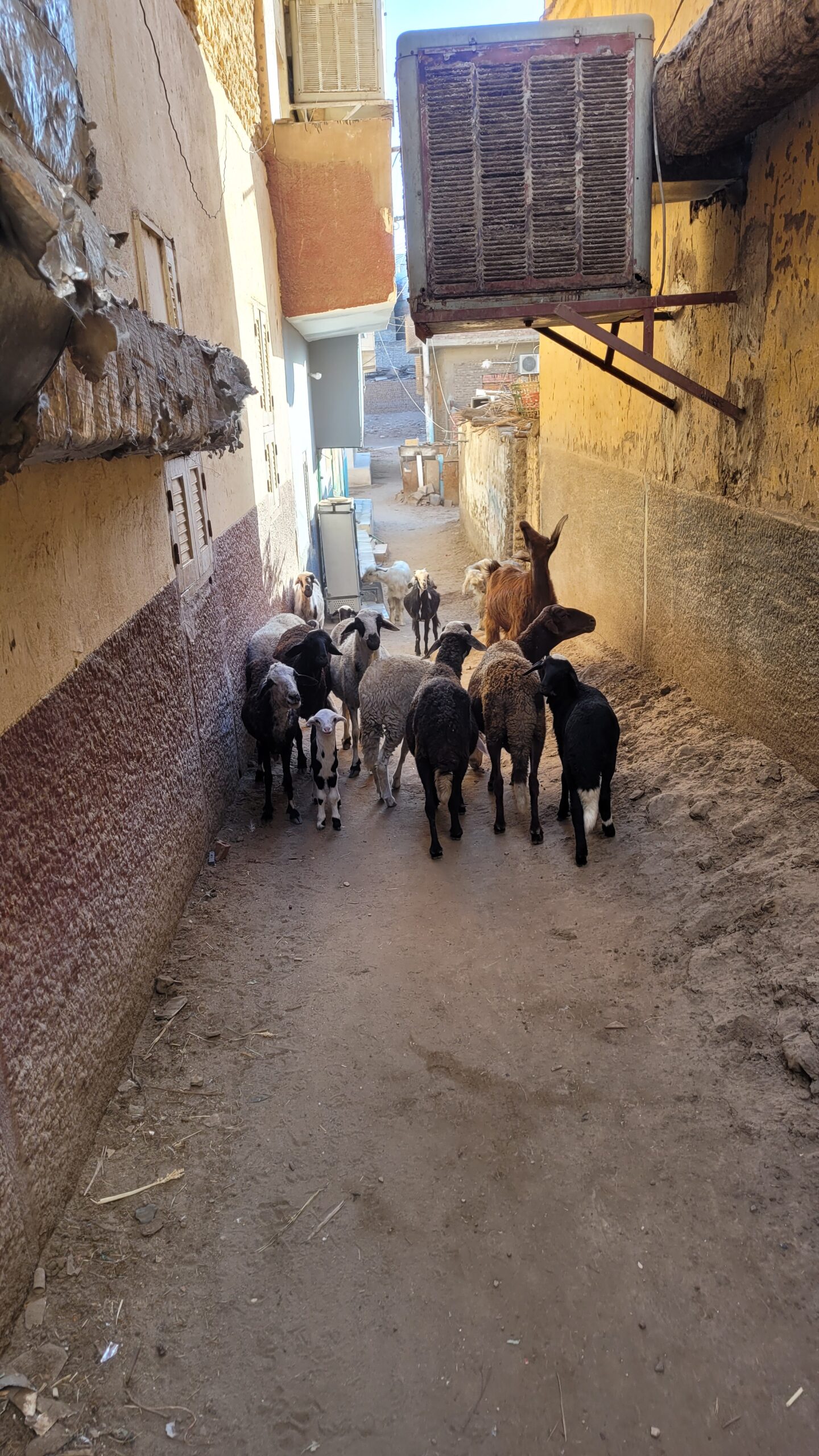 Elephantine Island Goats